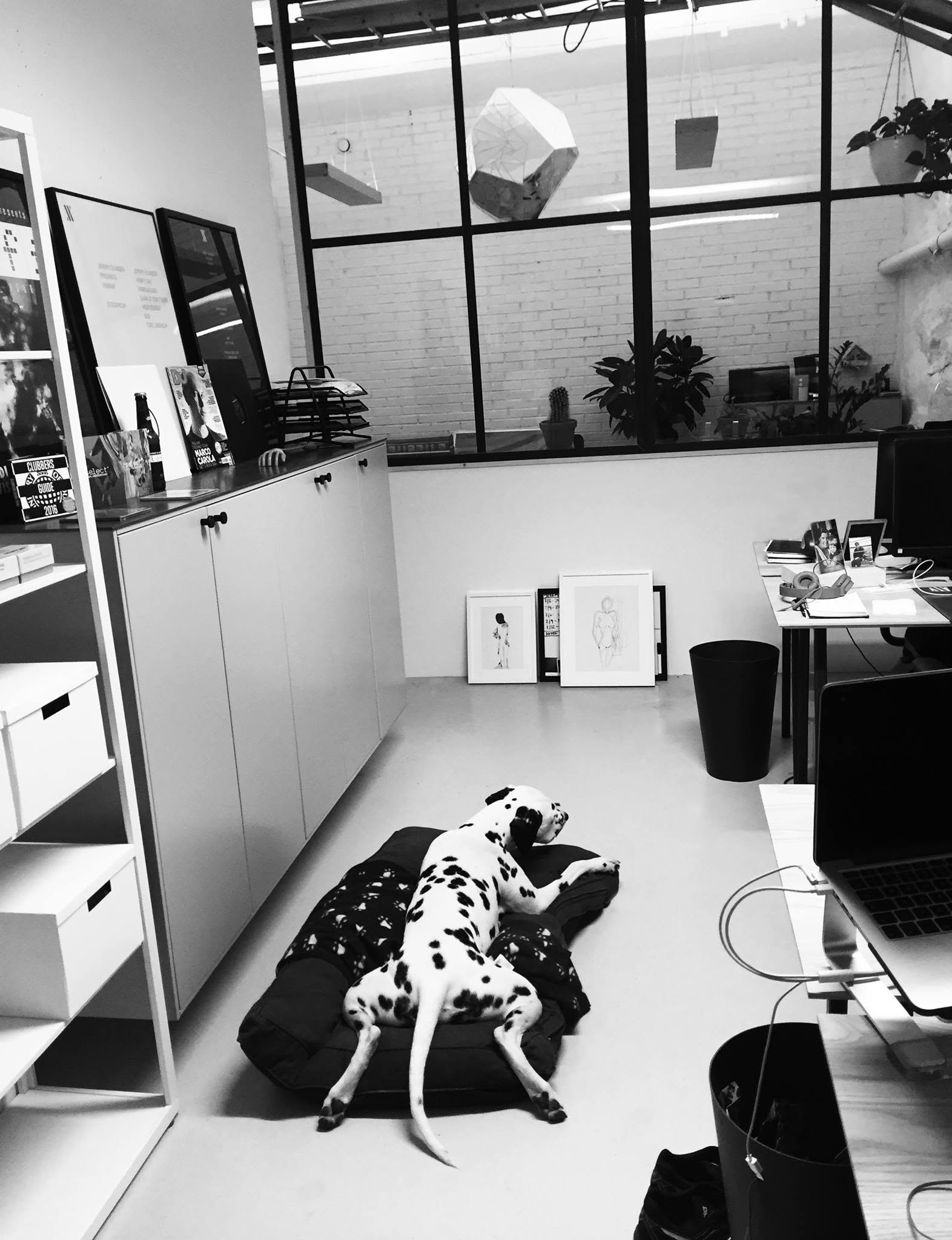 MGD Creative studio in Stockholm, with a Dalmatian resting in the workspace